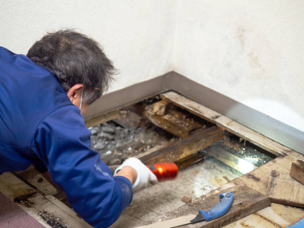 Sikeston, MO Mold Removal Company