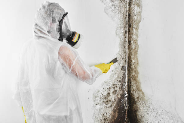 Best Toxic Mold Removal  in Sikeston, MO
