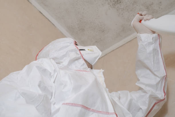 Best Same-Day Mold Removal  in Sikeston, MO