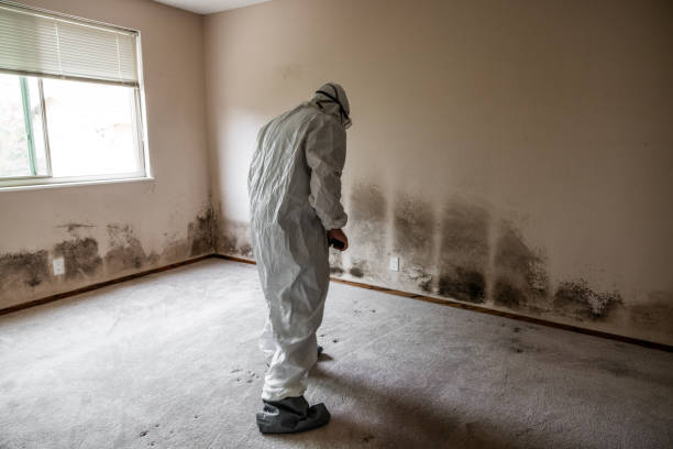 Mold Removal and Inspection in Sikeston, MO