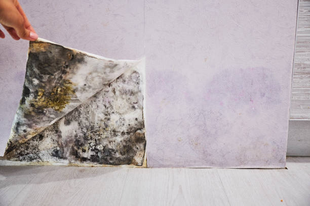 Best Same-Day Mold Removal  in Sikeston, MO